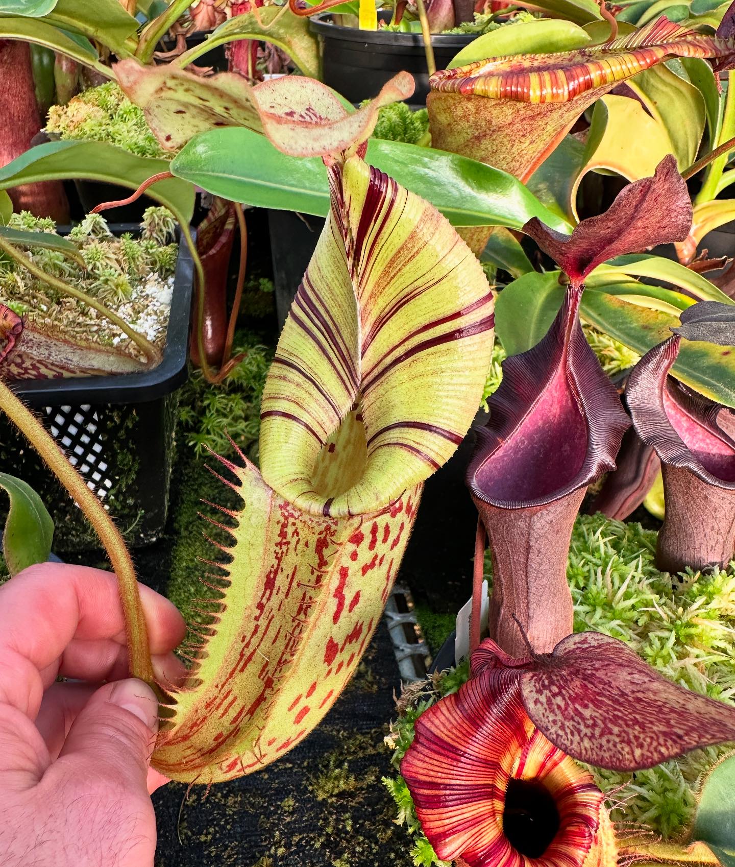 Our latest grex of N. (Rokko 'Exotica' x boschiana) x veitchii