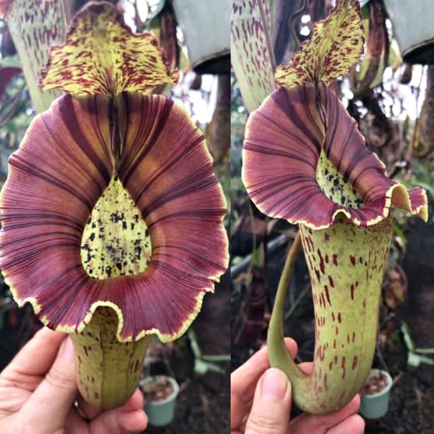 N.veitchii × (lowii ×ventr) ネペンテス 食虫植物 観葉植物 N.[(lowii x veitchii) x 'Tivey'] x platychila EP