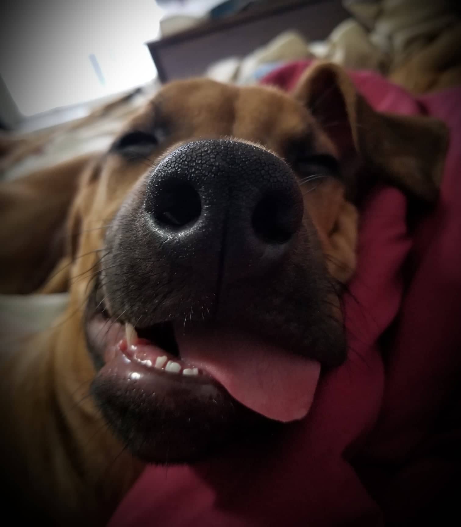 Of Course Rhodesian Ridgebacks | Vancouver BC