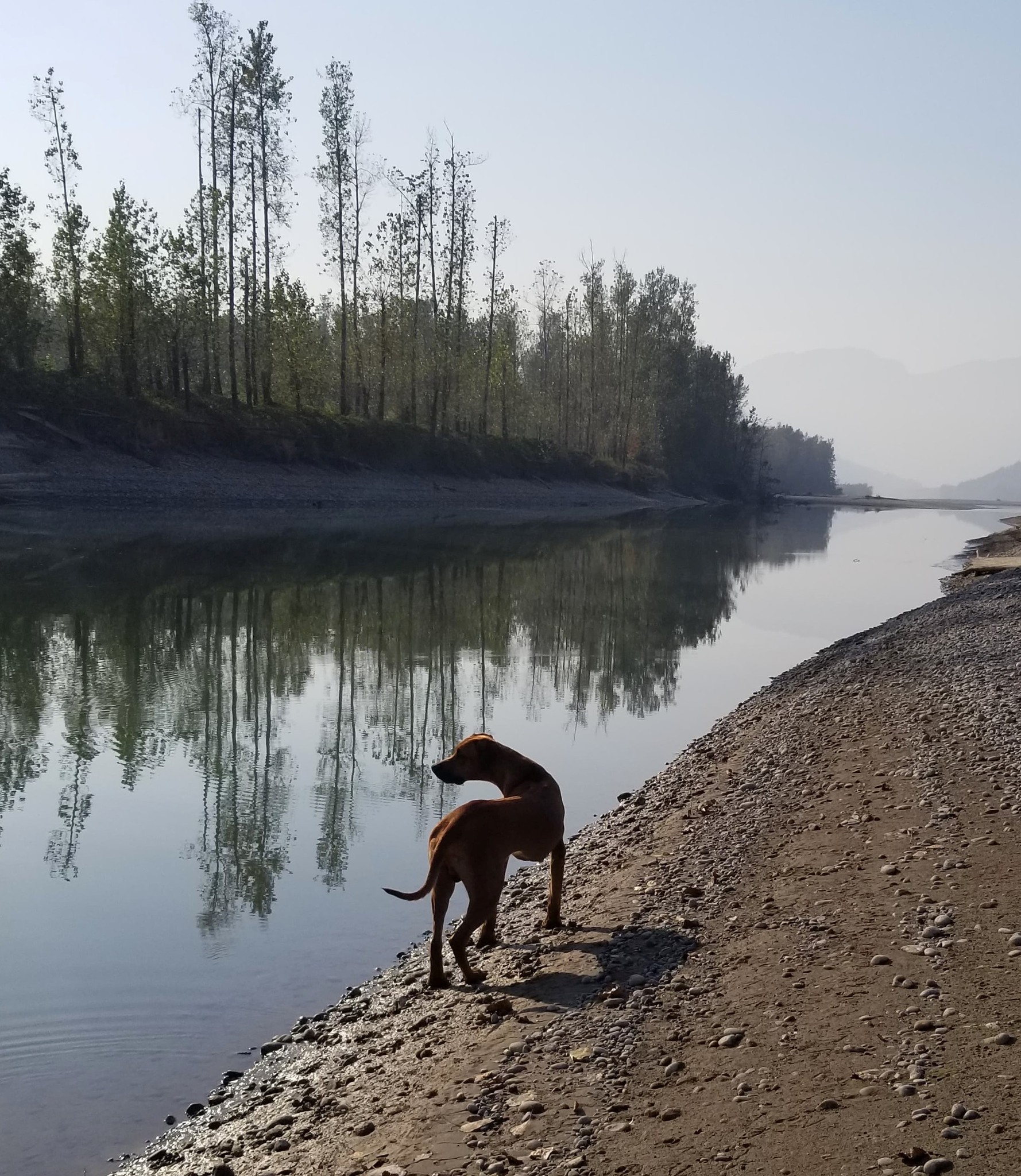 Of Course Rhodesian Ridgebacks | Vancouver BC