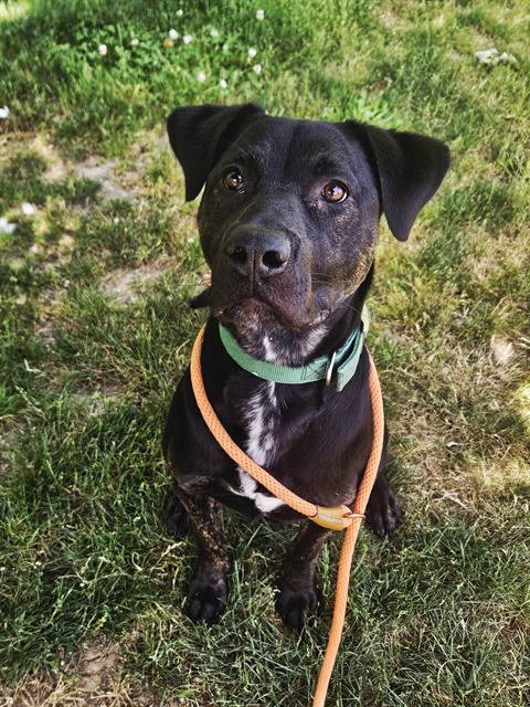 Clackamas - Leo is the Dog of the Week! Leo, our 1 year old Pitty mix ...