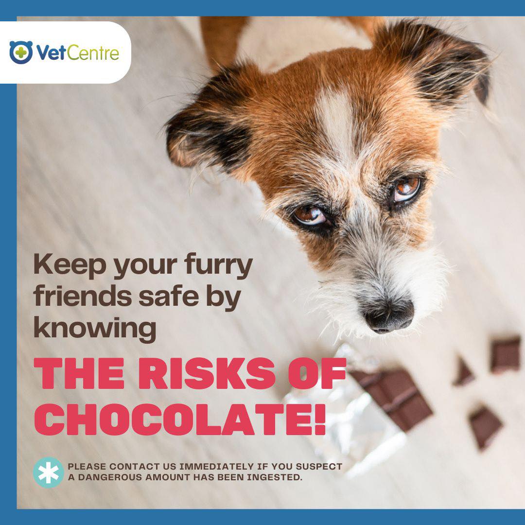 Photo inspiration: Canine Chocolate Cake Ingestion Risks Reference: Montrose Vetcentre