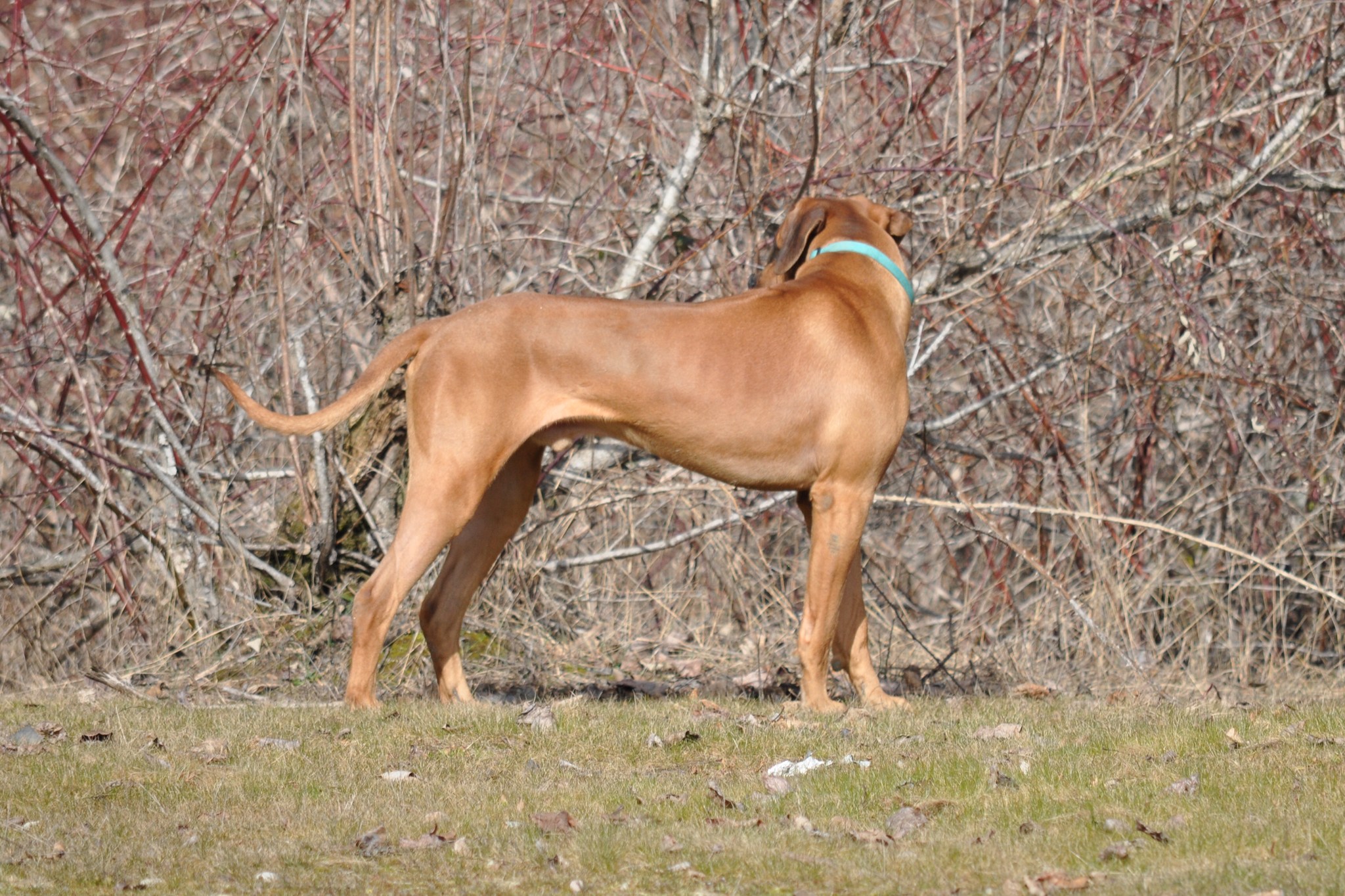Of Course Rhodesian Ridgebacks | Vancouver BC