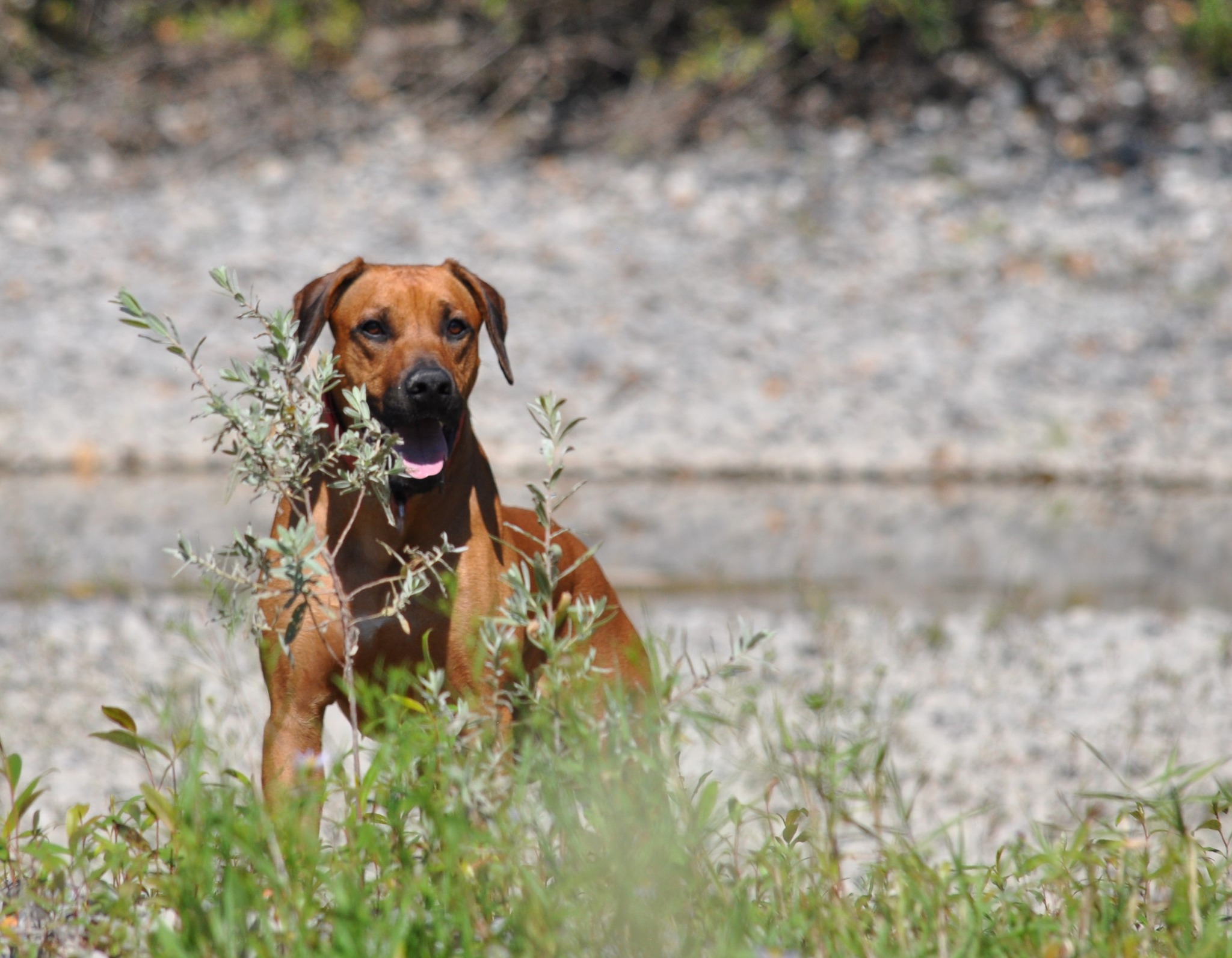 Of Course Rhodesian Ridgebacks | Vancouver BC
