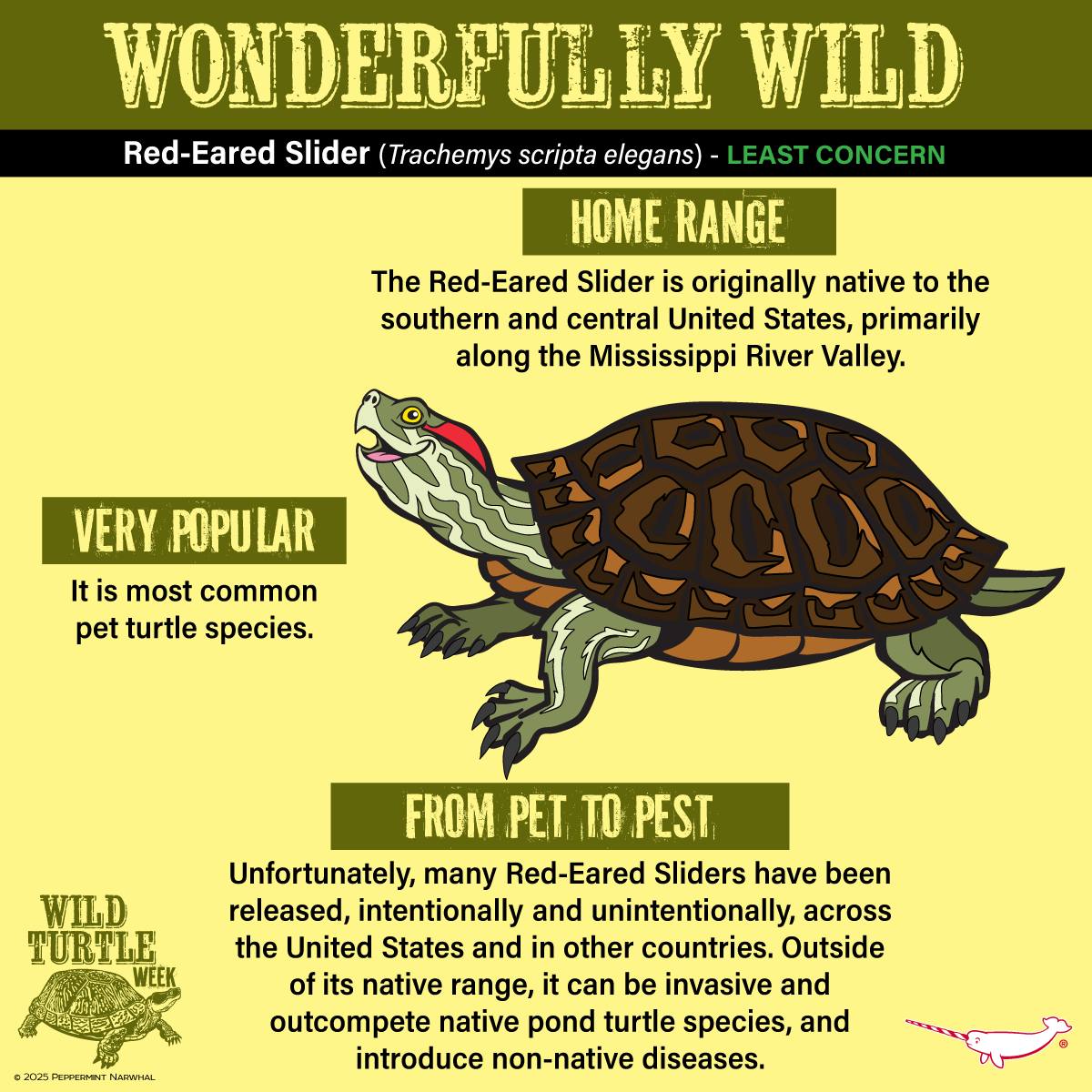 Peppermint - Wonderfully Wild - Red-Eared Slider (Trachemys scripta ...