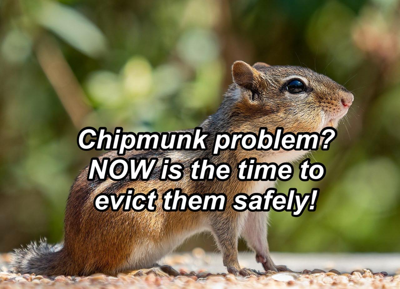 For - The acorns and nuts are falling, and chipmunks are starting their ...