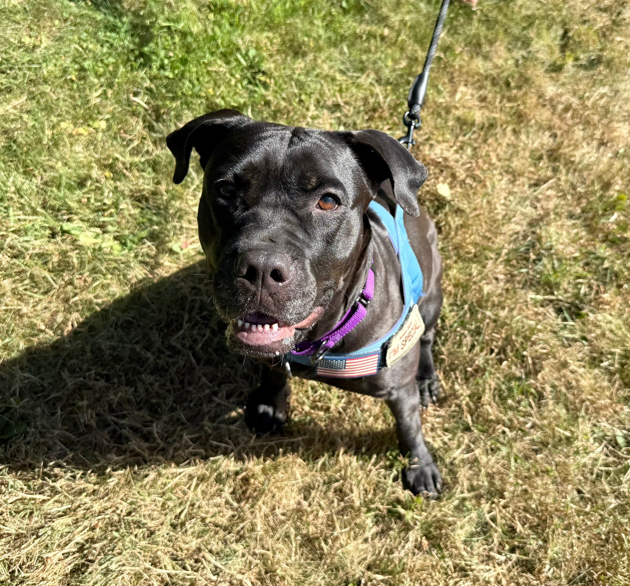Dog House... - Dog House Adoptions/Pawsome Pups Persevere