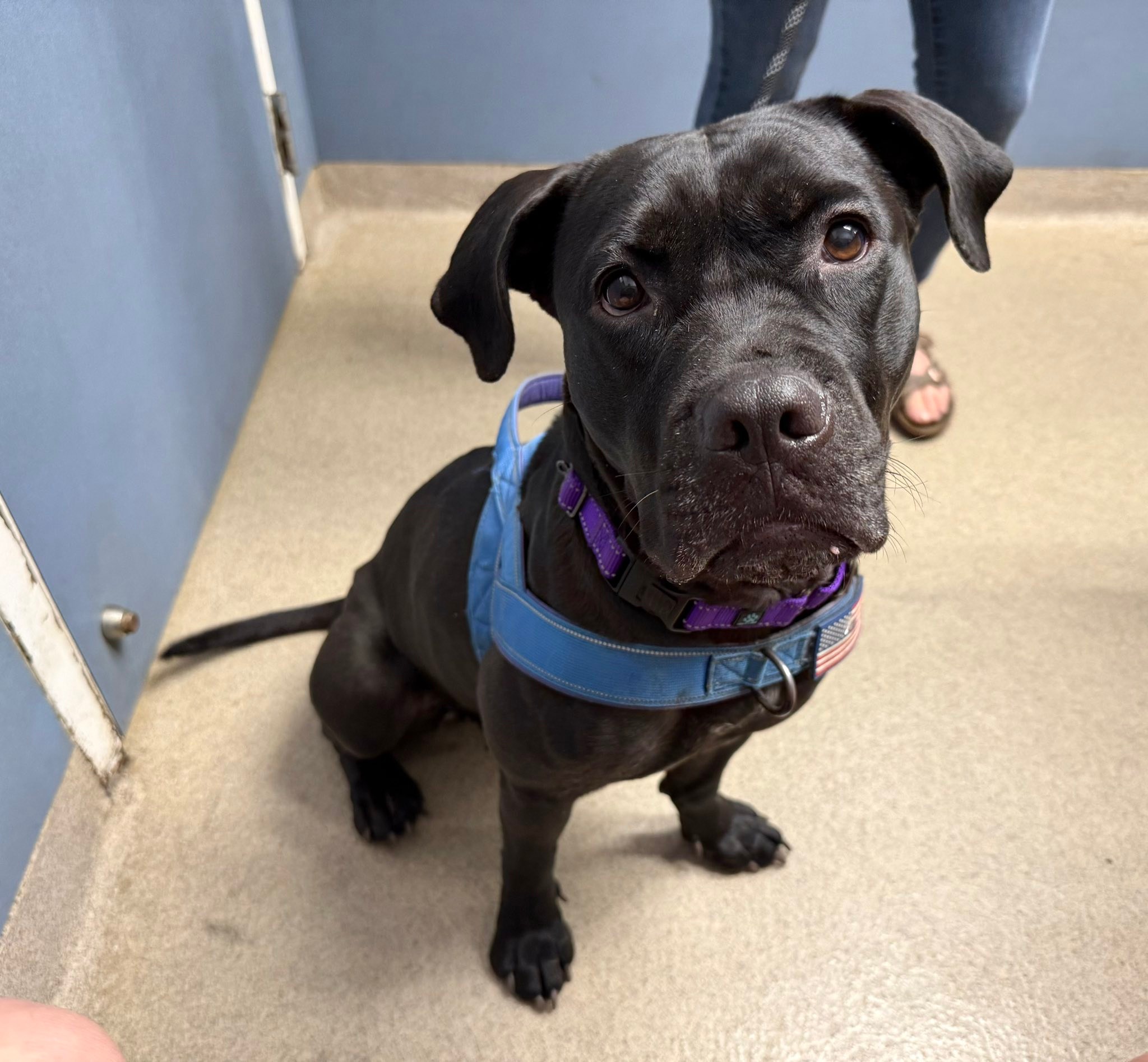 Dog House Adoptions/Pawsome Pups Persevere