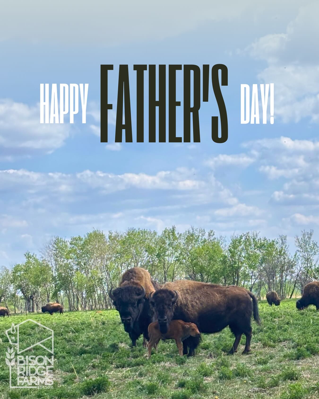 Bison Ridge Farms | Prince Albert SK