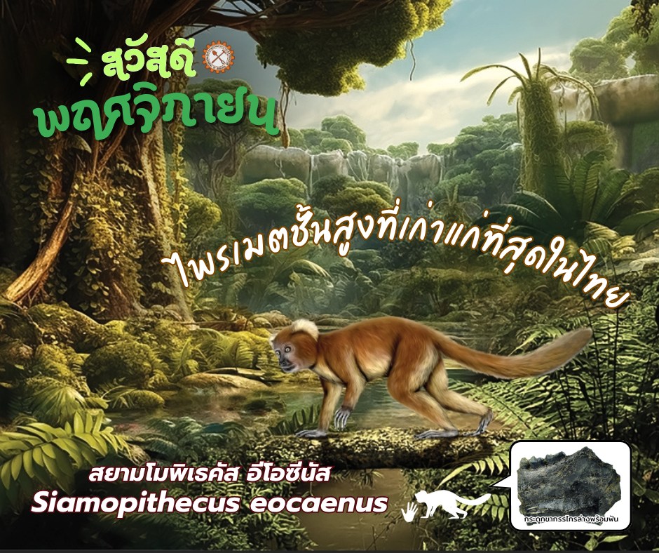 กรมทรัพยากรธรณี - 🪶🐒 สวัสดีพฤศจิกายน มารู้จักซากดึกดำบรรพ์ขึ้นทะเบียน ...