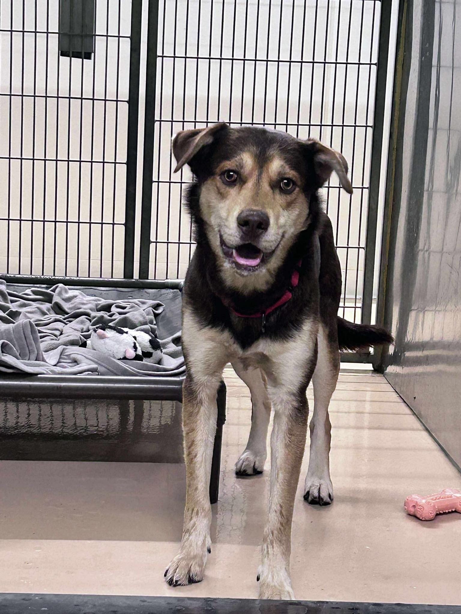 Humane - Our shelter is a safe haven for animals in need those who come ...