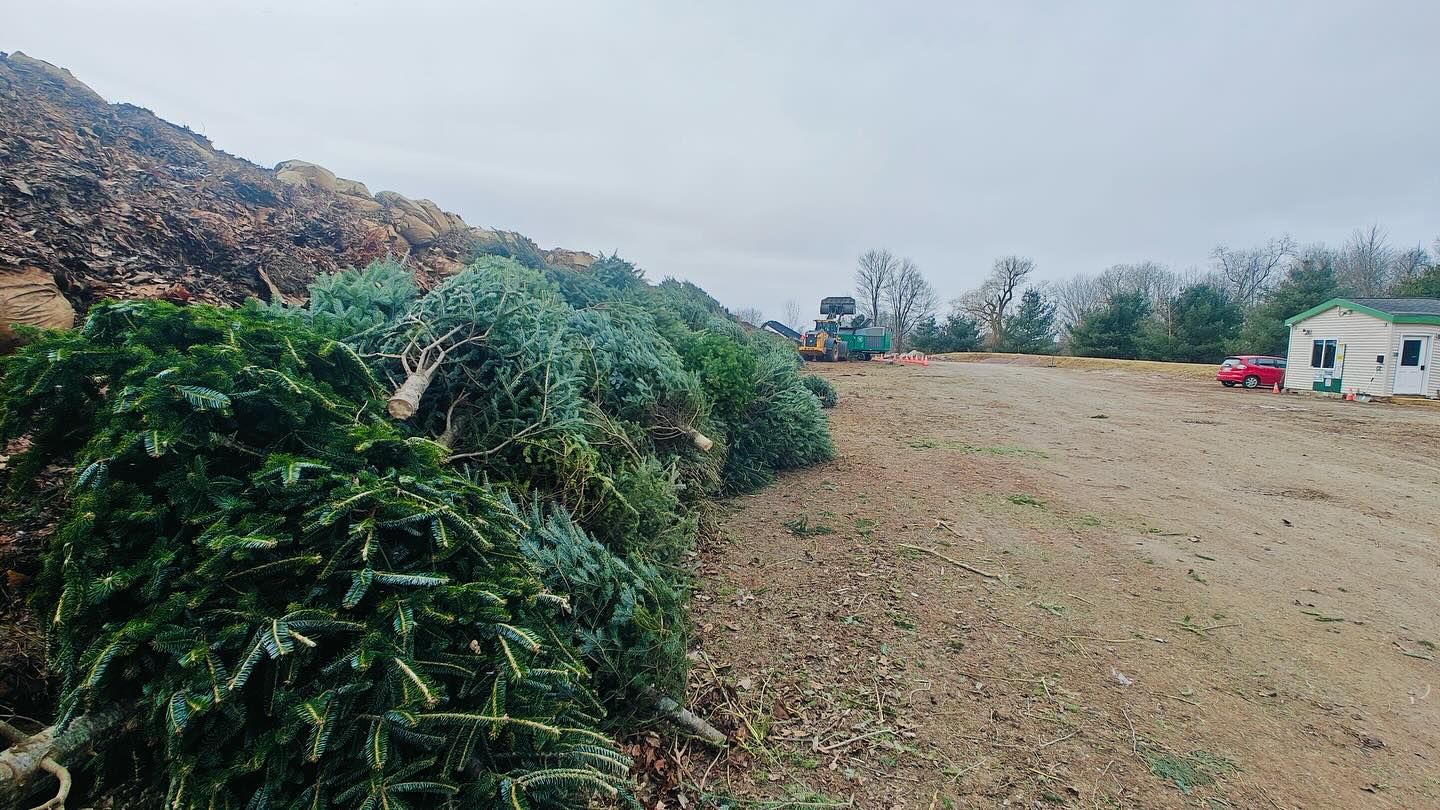 CSWD - Wondering how to dispose of your Christmas tree? 🌲... | Facebook