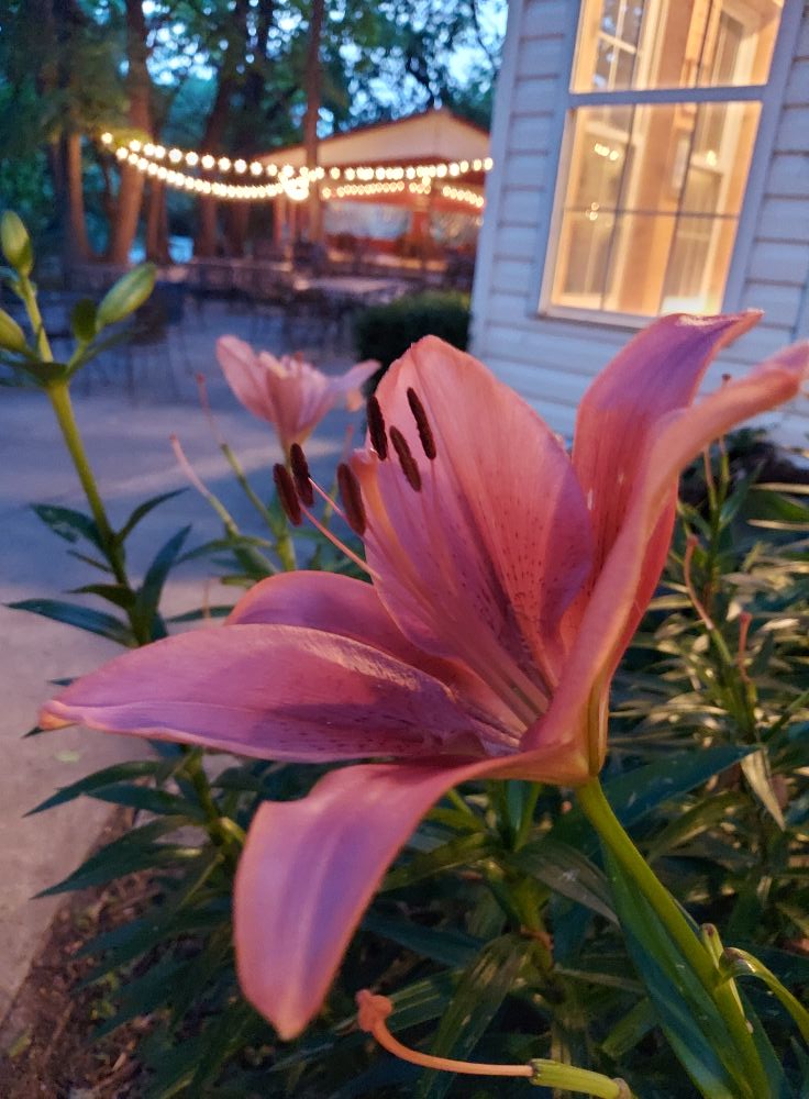River - Our picture of the day is the last of lilies just before dark ...