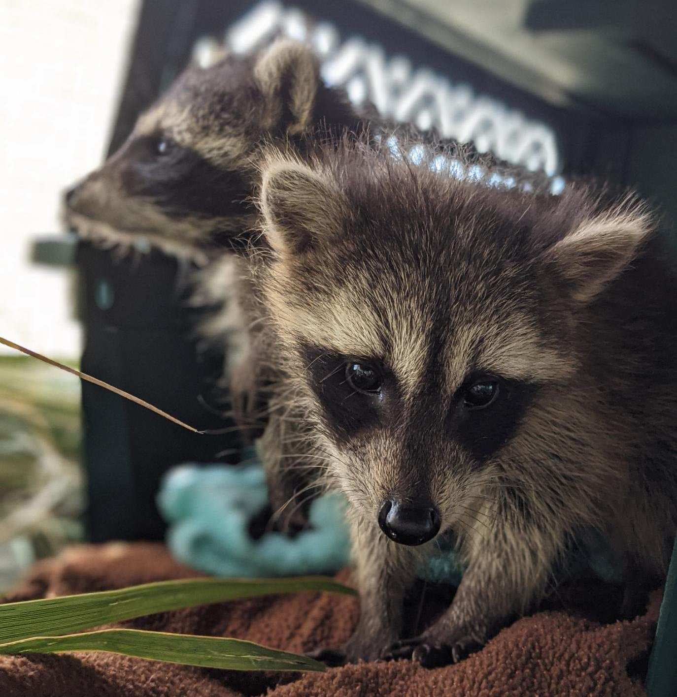 CROW - Clinic for the Rehabilitation of Wildlife, Inc. - AWARENESS POST ...