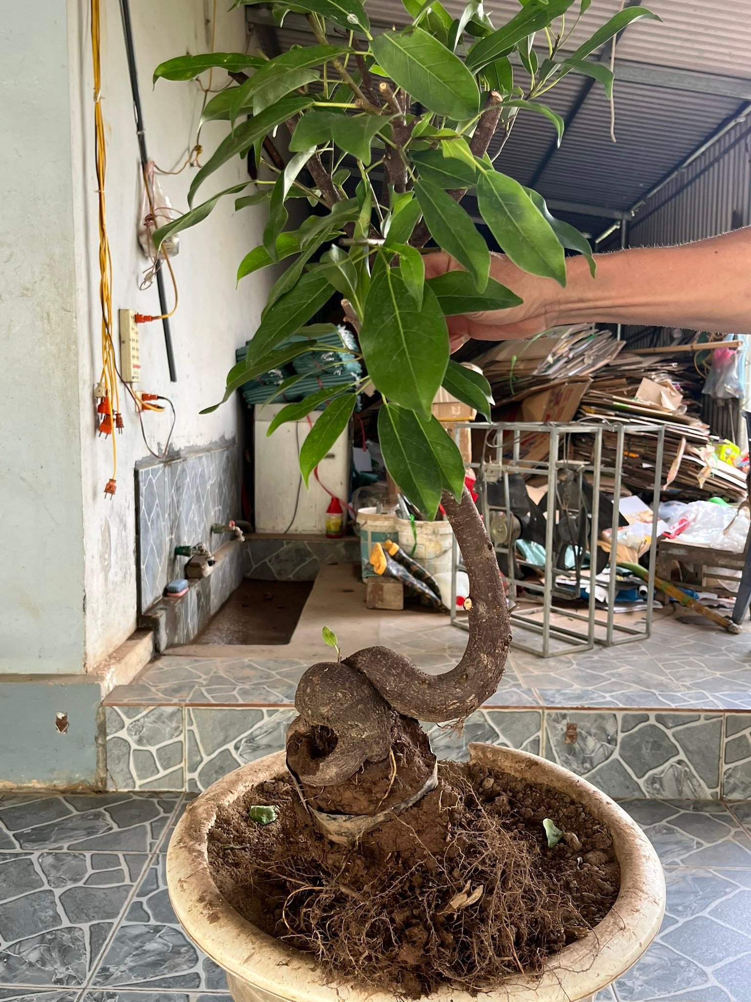 Nhà Vườn Nguyễn Trung | Bac Giang