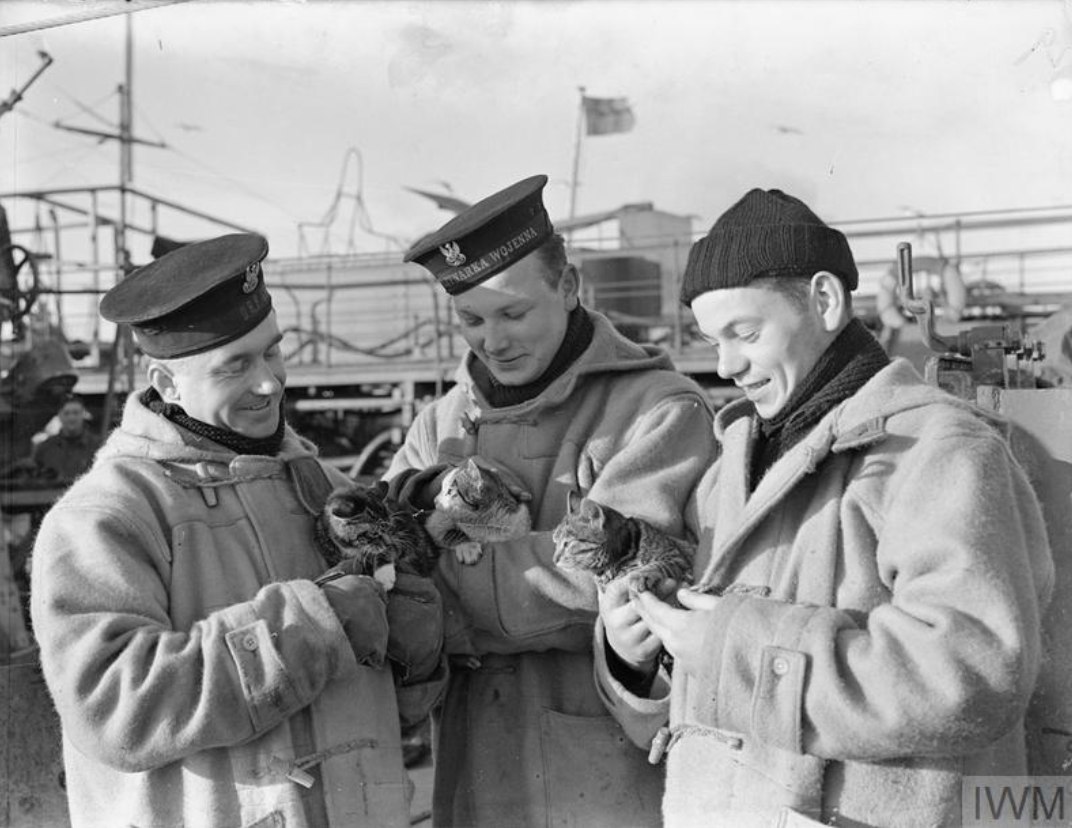 Veterans' Foundation - Remembering all our military war cats 🌺🐈 Cats ...