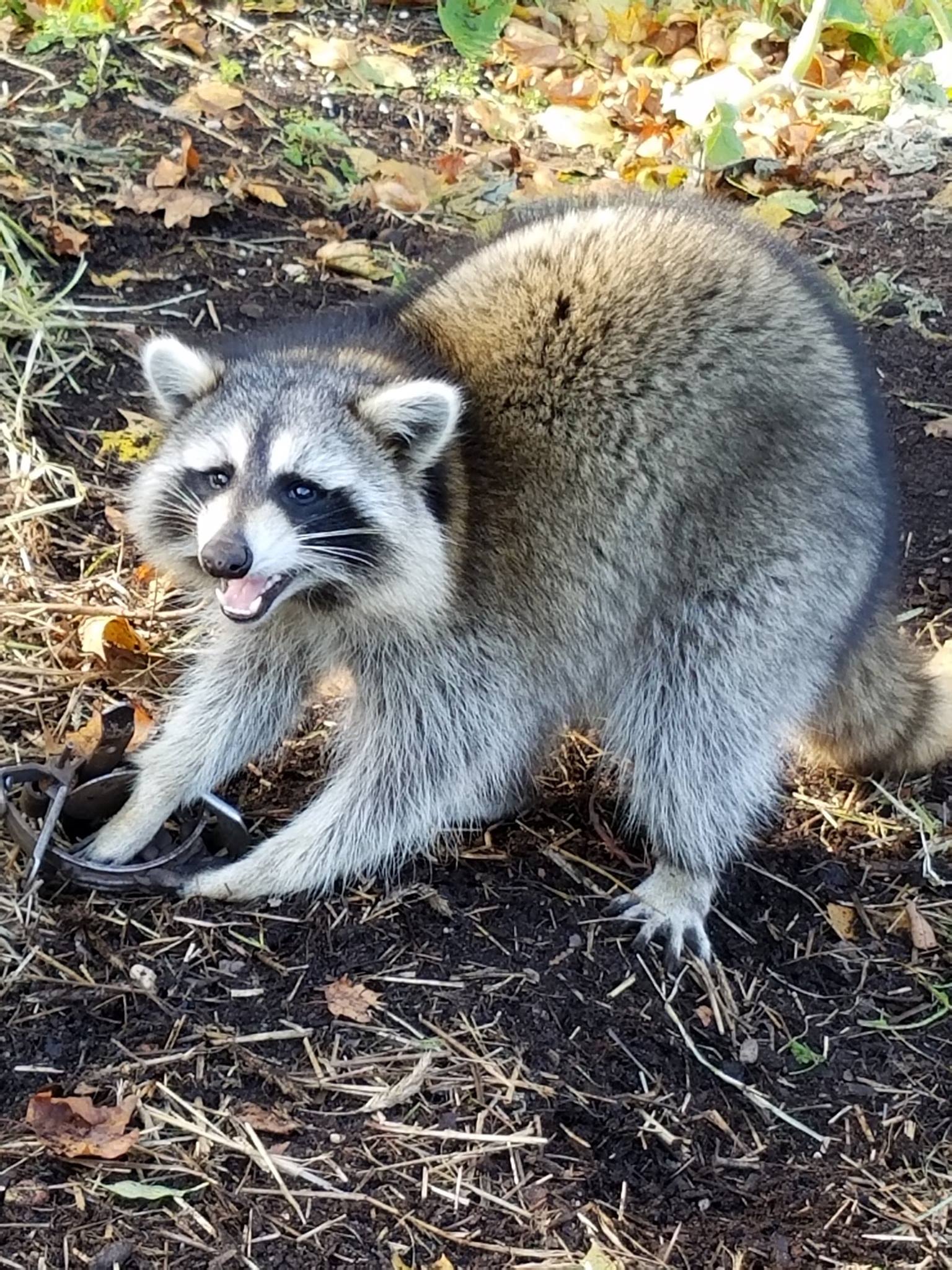 Critter Control by NatureWorks - Here's one of nine big Raccoons I've ...