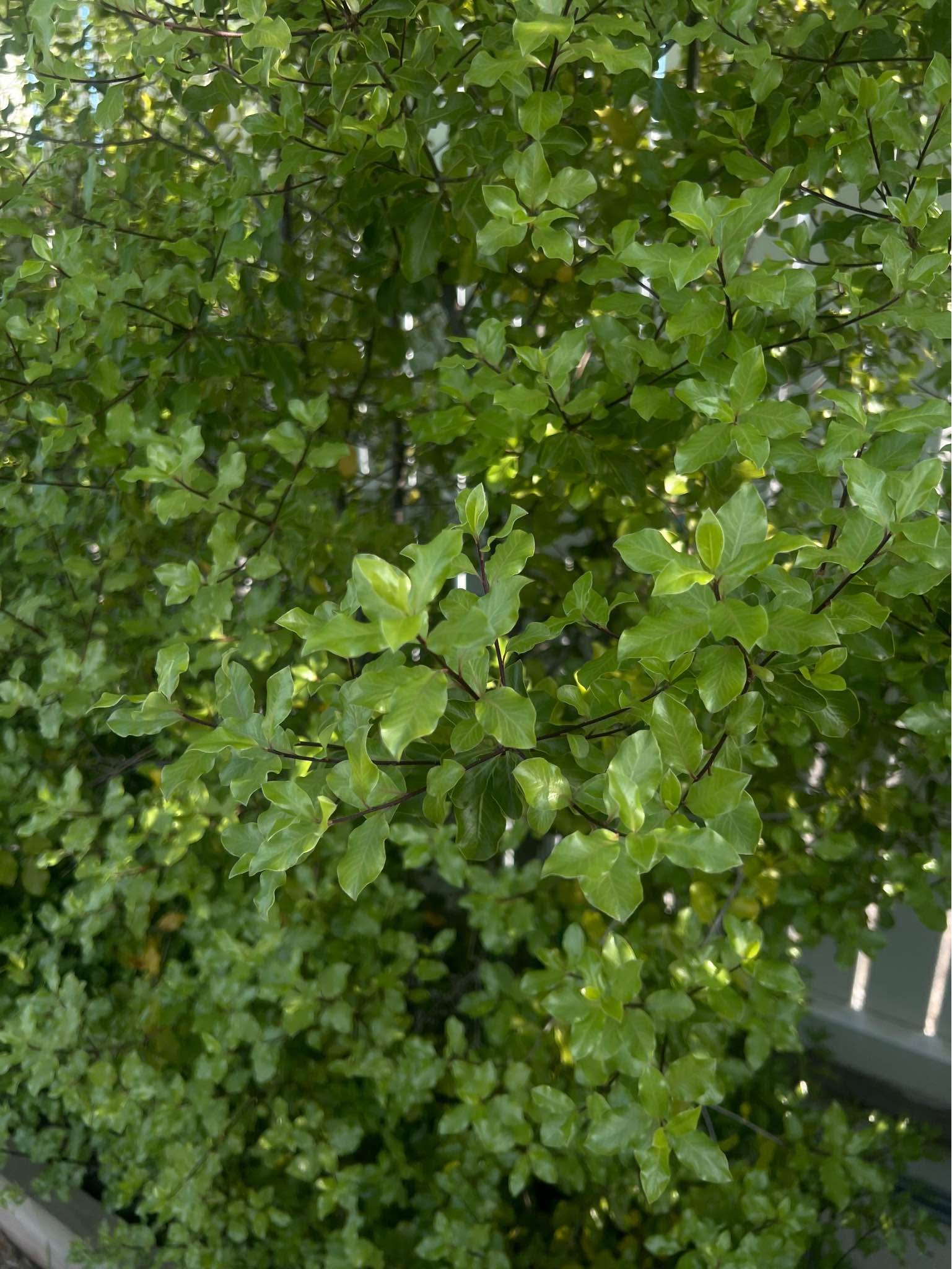 7 x Pittosporum Tenuifolium ‘Screenmaster’ – Established Hedging Plants ...