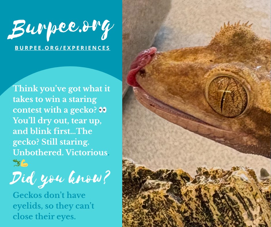 Burpee - 🦎Did you know geckos can climb walls using only their toes ...