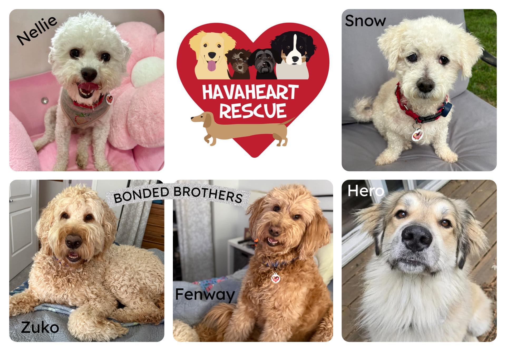 Meet these amazing adoptable dogs this... - HavaHeart Rescue | Facebook