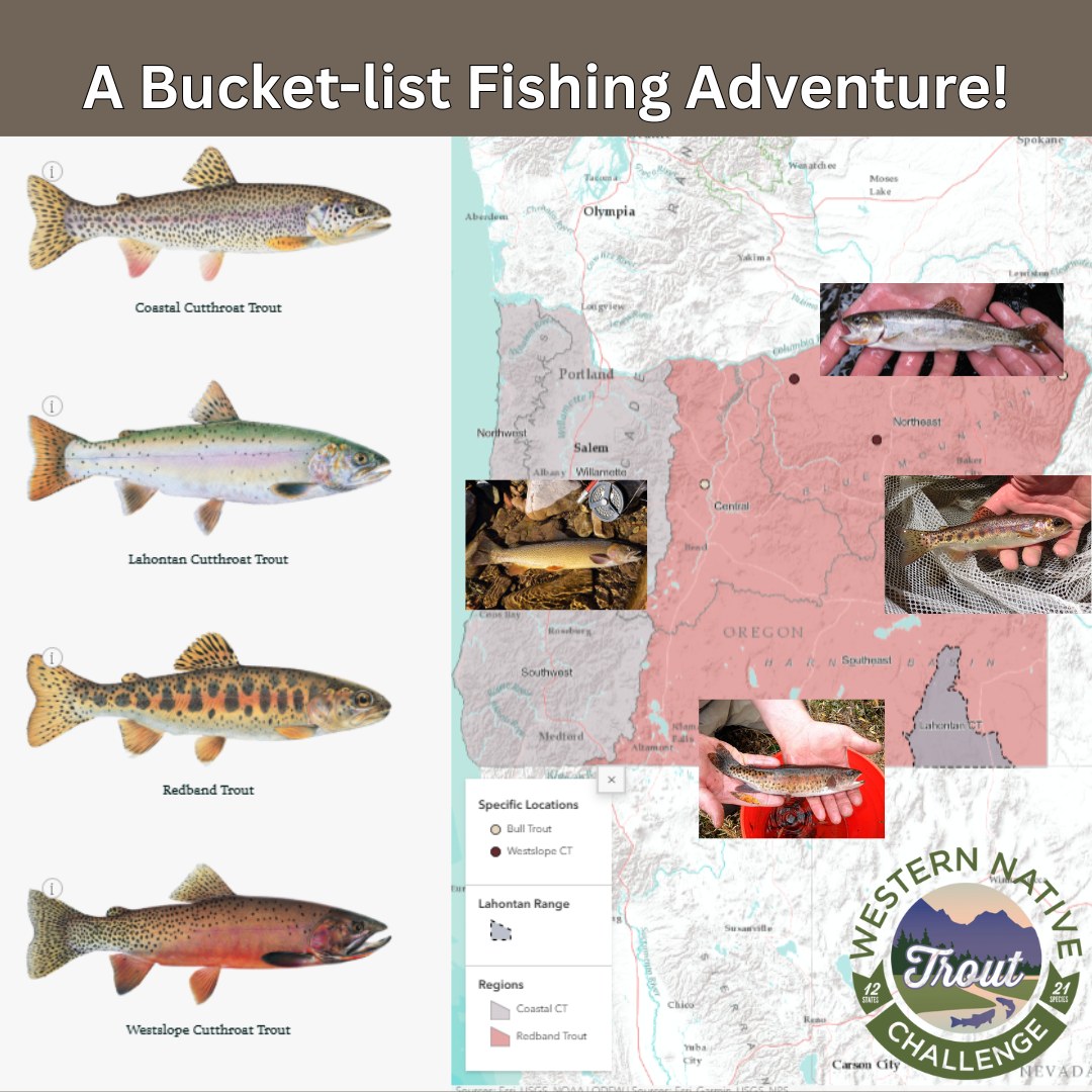 Oregon - 🎣 Calling all Oregon anglers! Ready for the ultimate trout ...