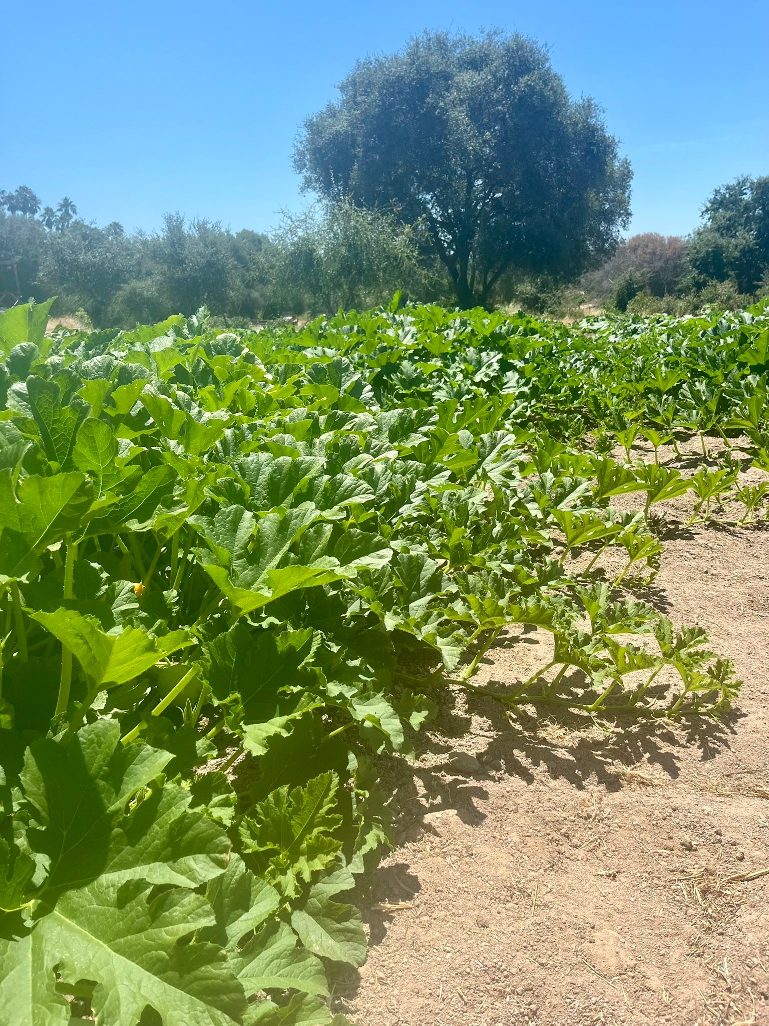 Rickey Ranch Pumpkin Patch | Granite Bay CA