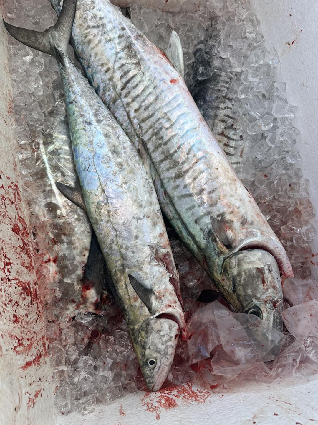 Double Island Point... - Double Island Point Fishing charters