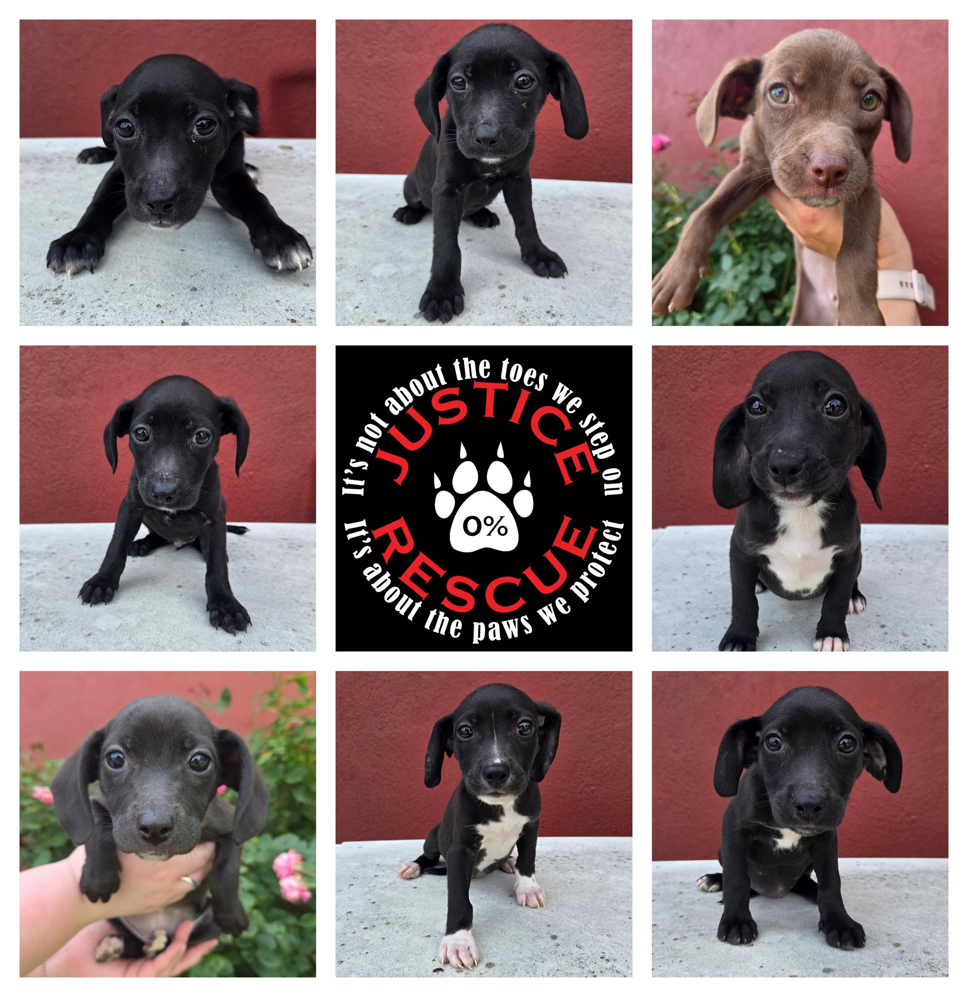 Justice - Meet the J puppies! These 14 week old chihuahua (best guess ...