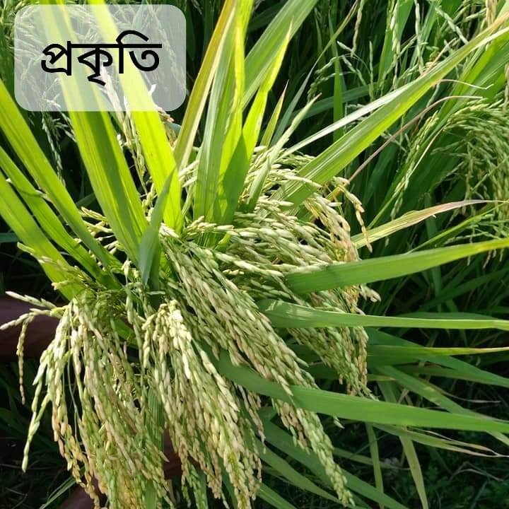 Prokriti