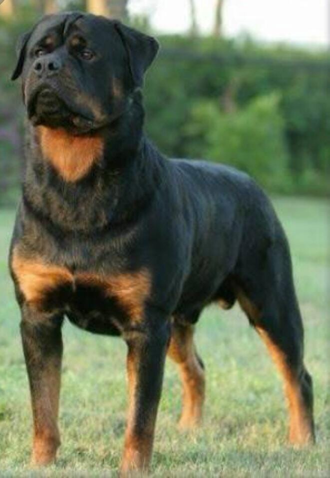 How Old Is The Oldest Rottweiler