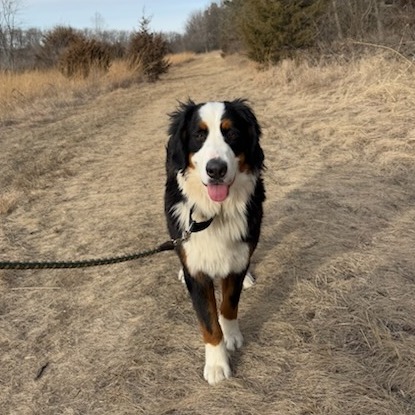 Ralston Vet - ‼️ Beau is Home ️🐾 1/29 6:00p We're... | Facebook
