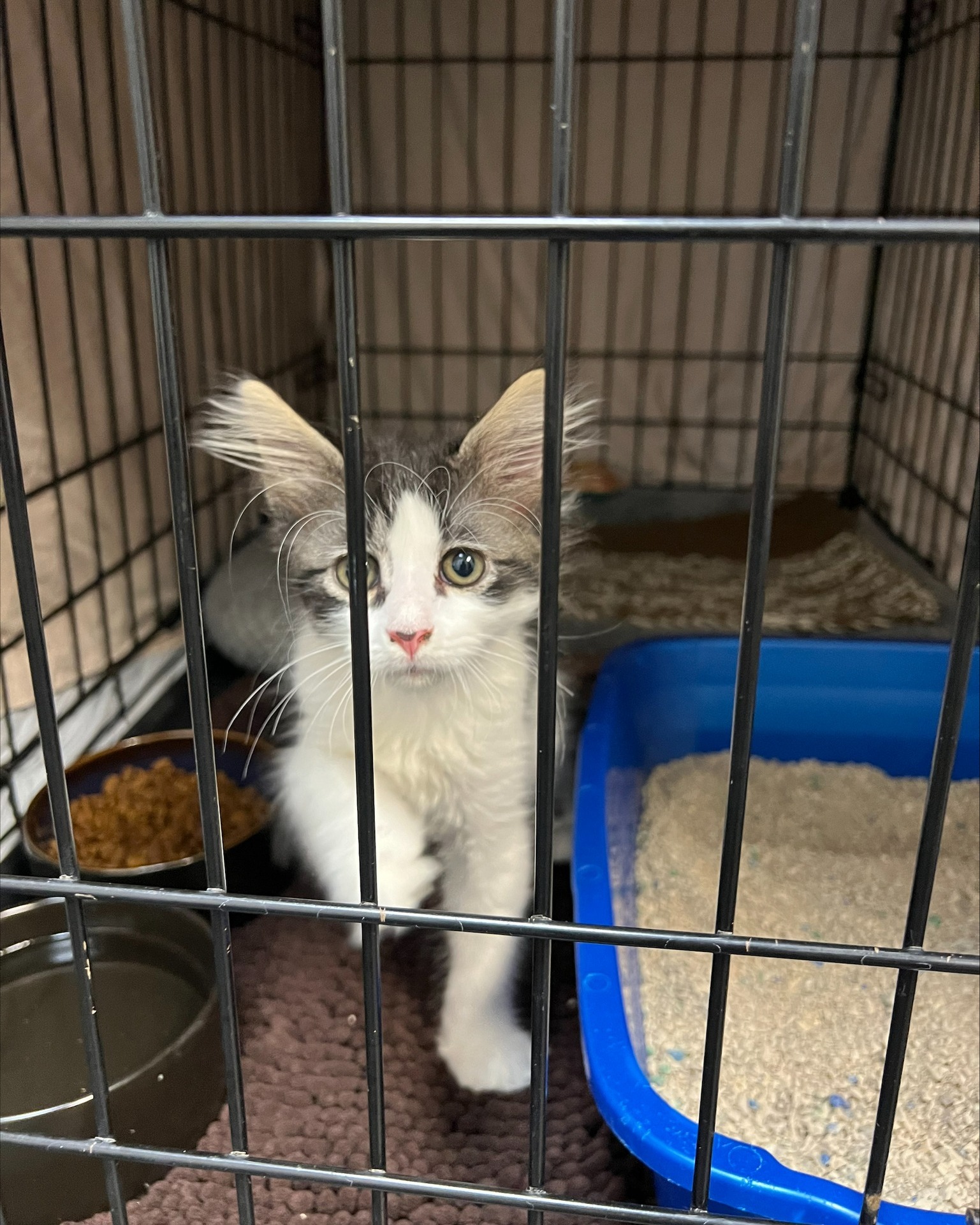 Anxious Cat Rescue Adoption
