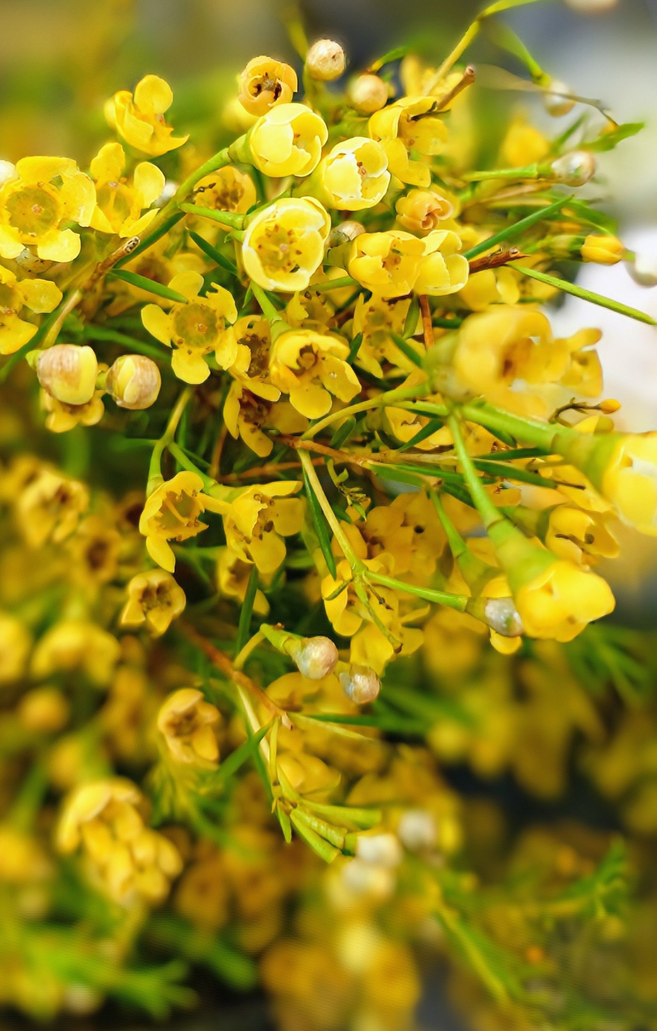 アトリエgg シークワーサーの花(イエロー) 花ではなくて、「植物」というくくりになってしまいますが…。 ご近所に