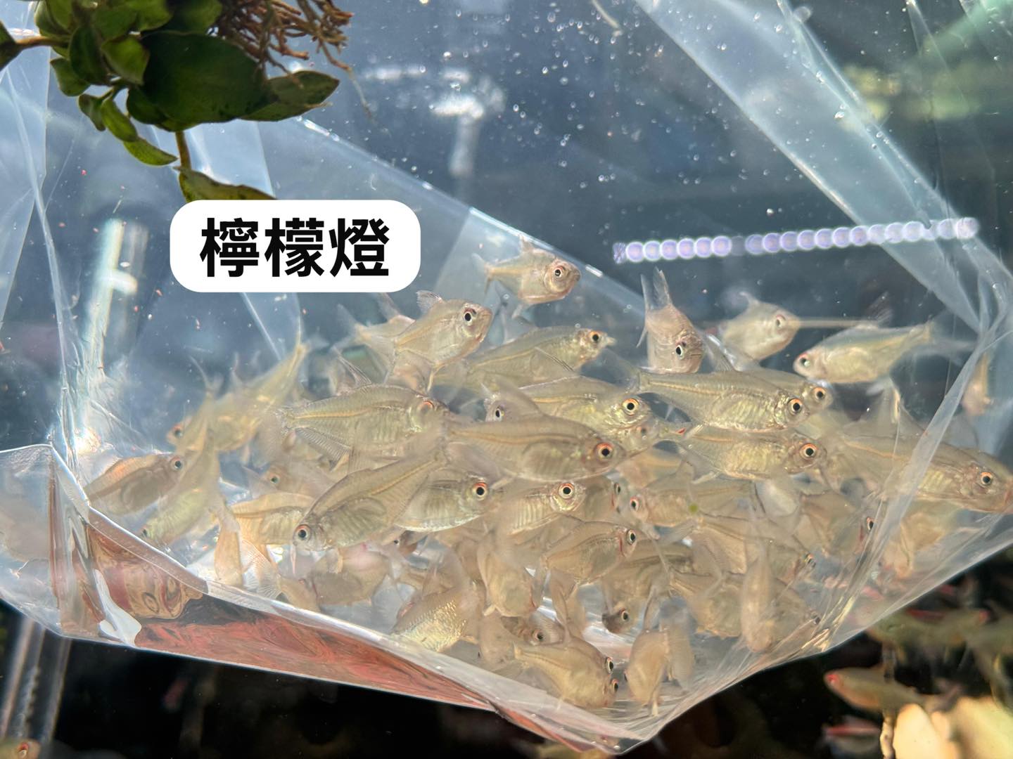 荃灣水族情迷aquadesign added a new photo. - 荃灣水族情迷aquadesign