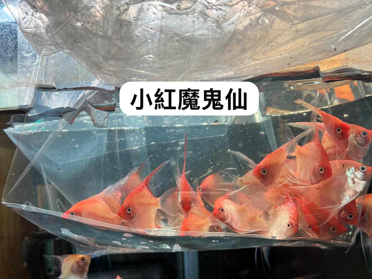 荃灣水族情迷aquadesign added a new photo. - 荃灣水族情迷aquadesign