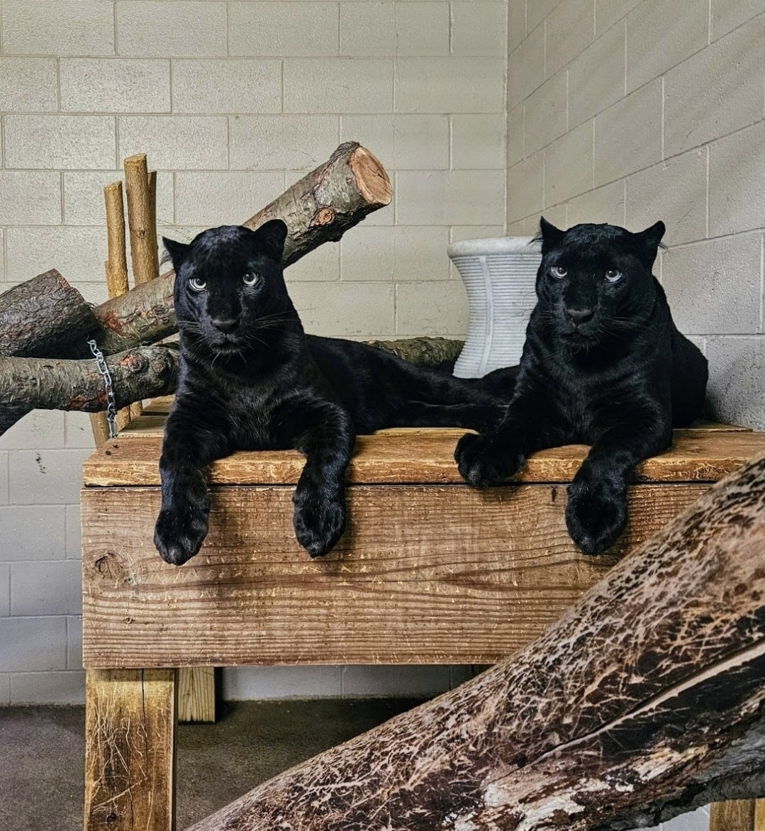 African leopard sisters Zuri and Amari's lazy morning