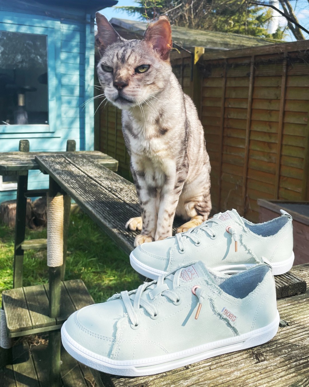 Woodgreen Pets Charity