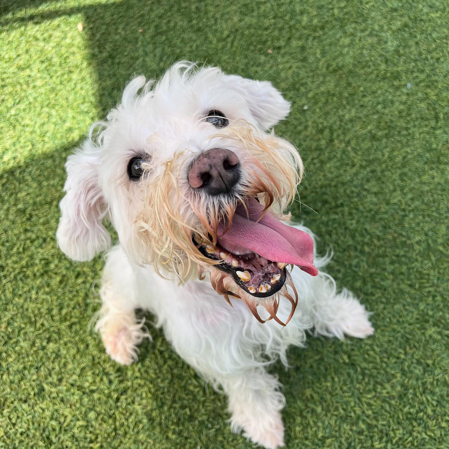Spring Creek Kennel &... - Spring Creek Kennel & Cattery