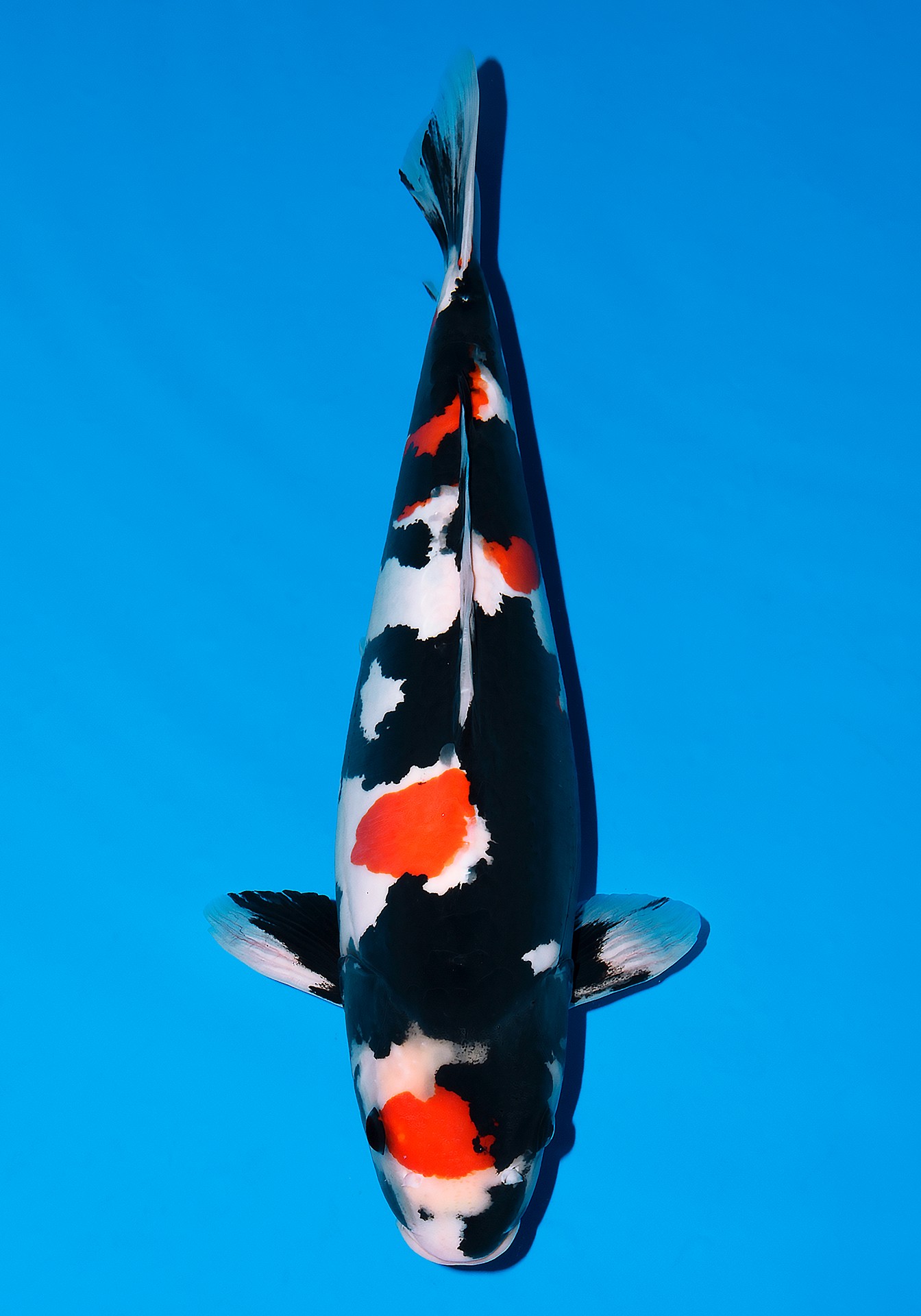 KOI | Facebook