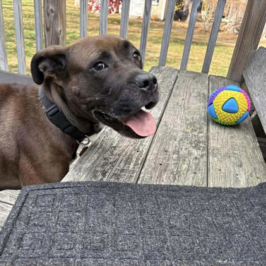 Sweet - LUCY https://www.sweetpawsrescue.org/dogs-for-adoption MA ...