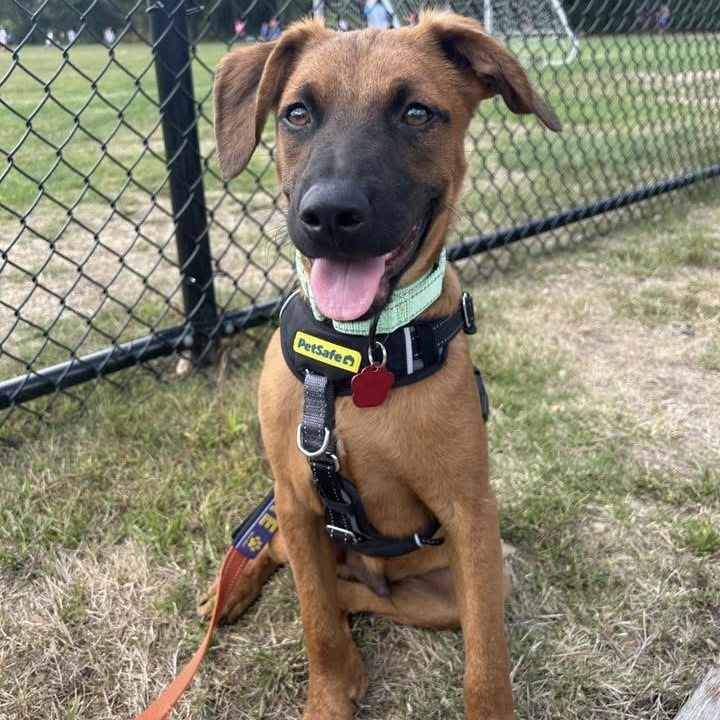 Sweet - LONNIE https://www.sweetpawsrescue.org/dogs-for-adoption MA ...