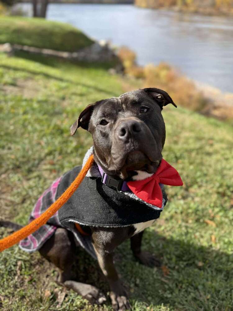 Sweet - OLLIE https://www.sweetpawsrescue.org/dogs-for-adoption MA ...