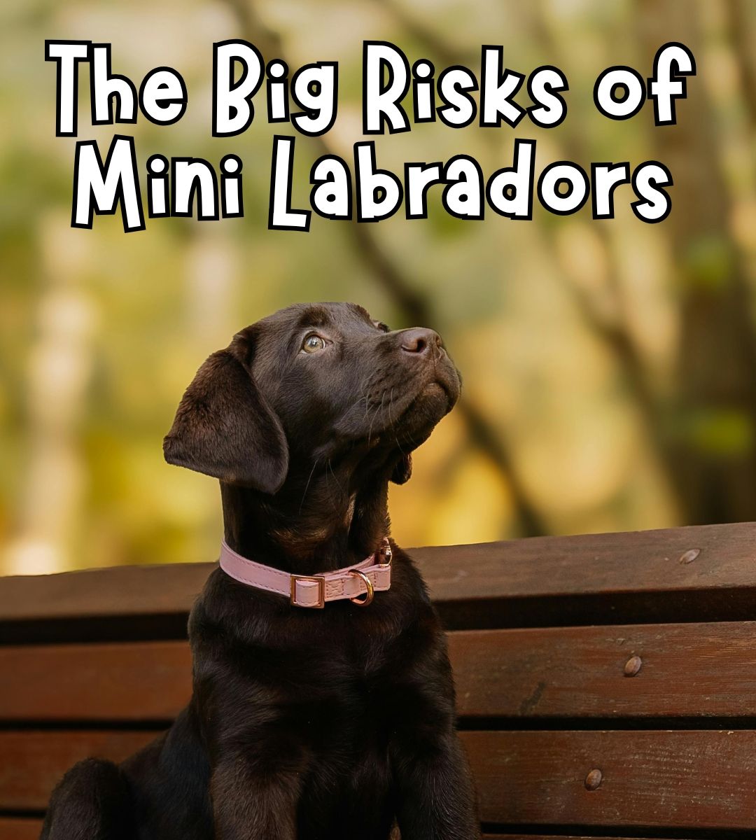 The Labrador - If you're looking for a Labrador, watch out for these ...