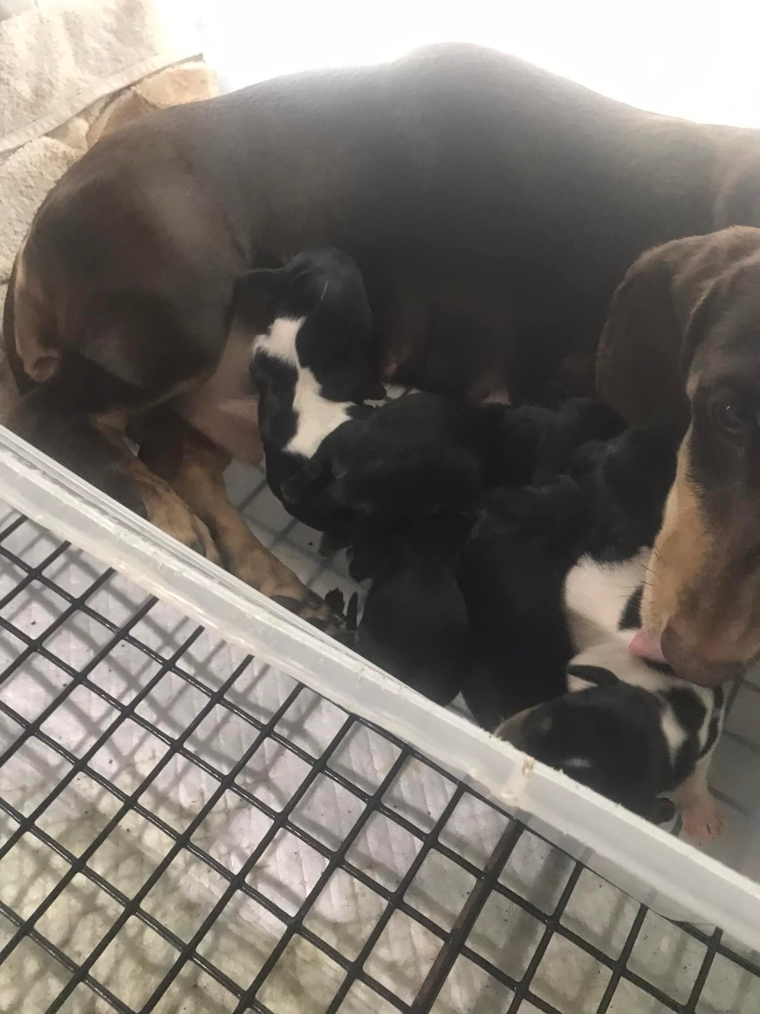 Schreiber's Dachshund Ranch