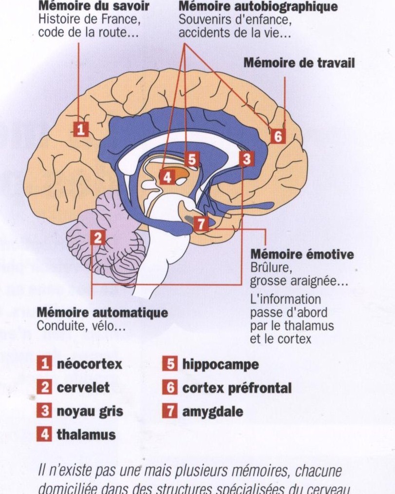 neurosciences-memoire-et-neurosciences-l-apprentissage-et-la