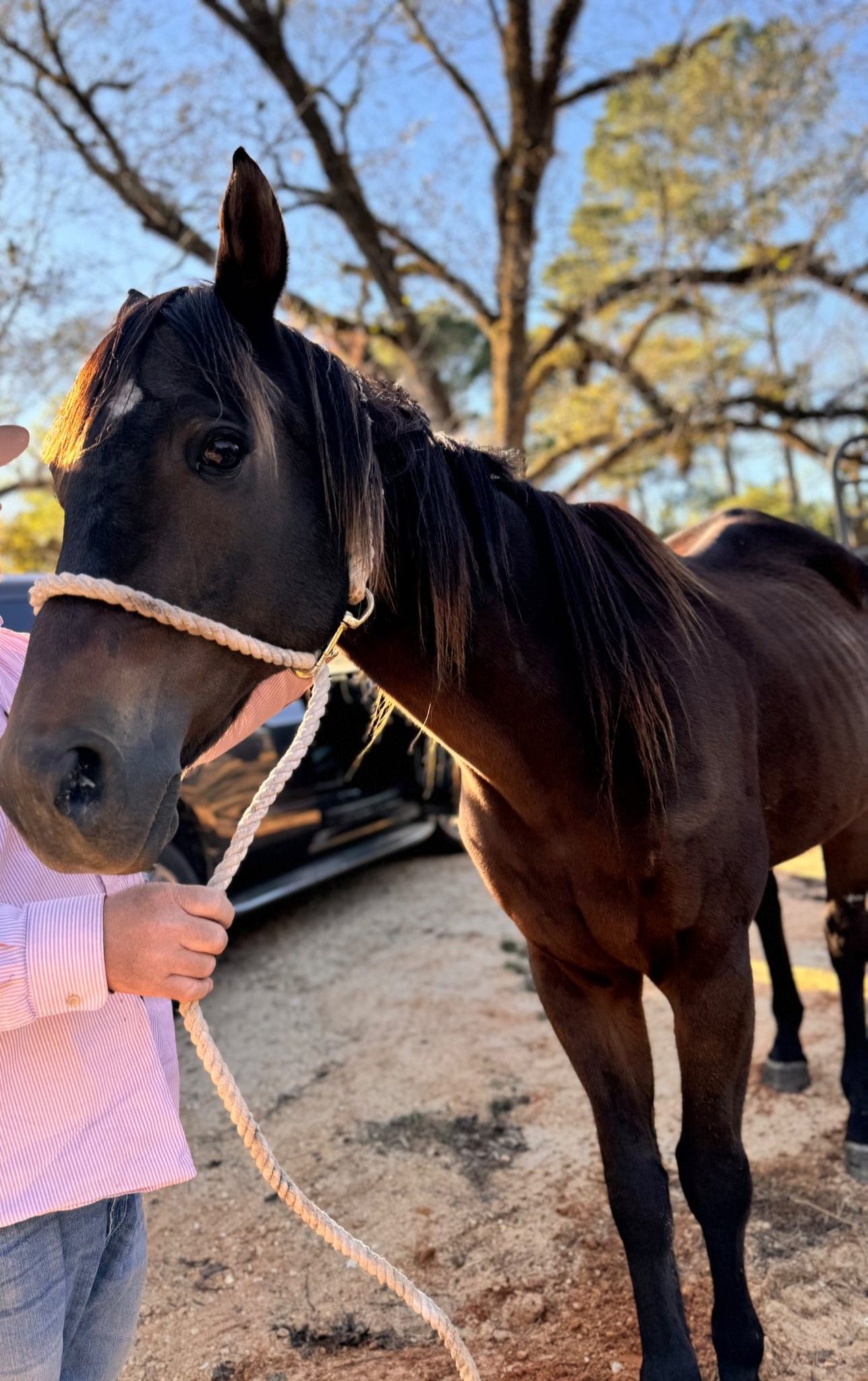 Rocking R Ranch and... - Rocking R Ranch and Rescue, Inc.