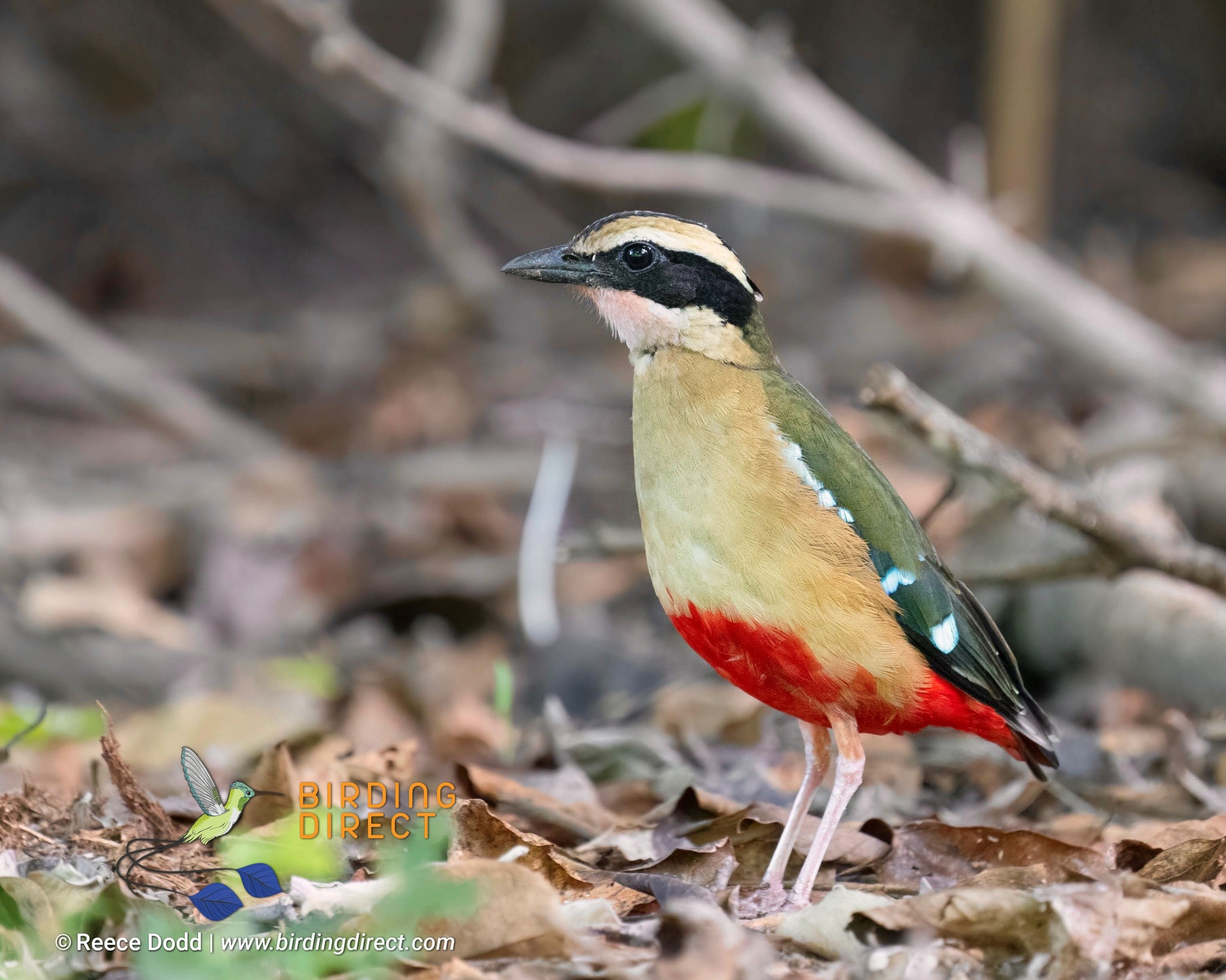 BirdingDirect - The African Pitta is one of Africa’s true... | Facebook
