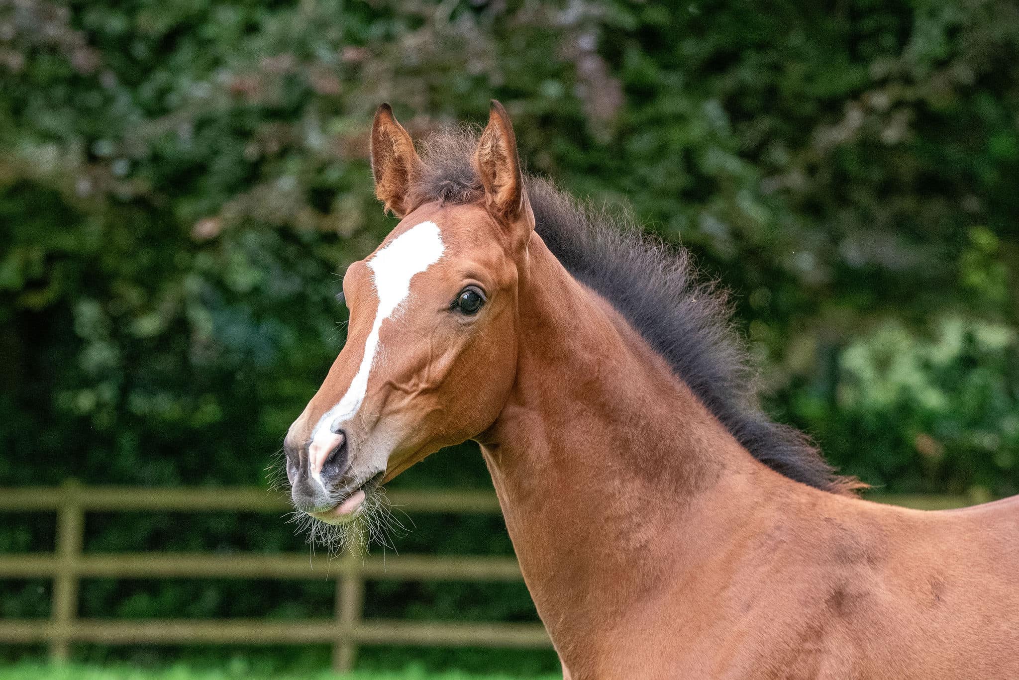 Beautiful grey foal by Casall x Cristallo I.Foal of structure
