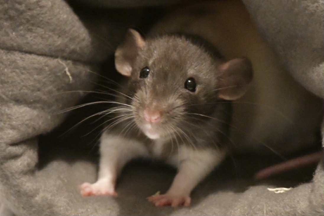 Isaac's - Meet the stars - This is Maximus the Mischievous Rat Maximus ...