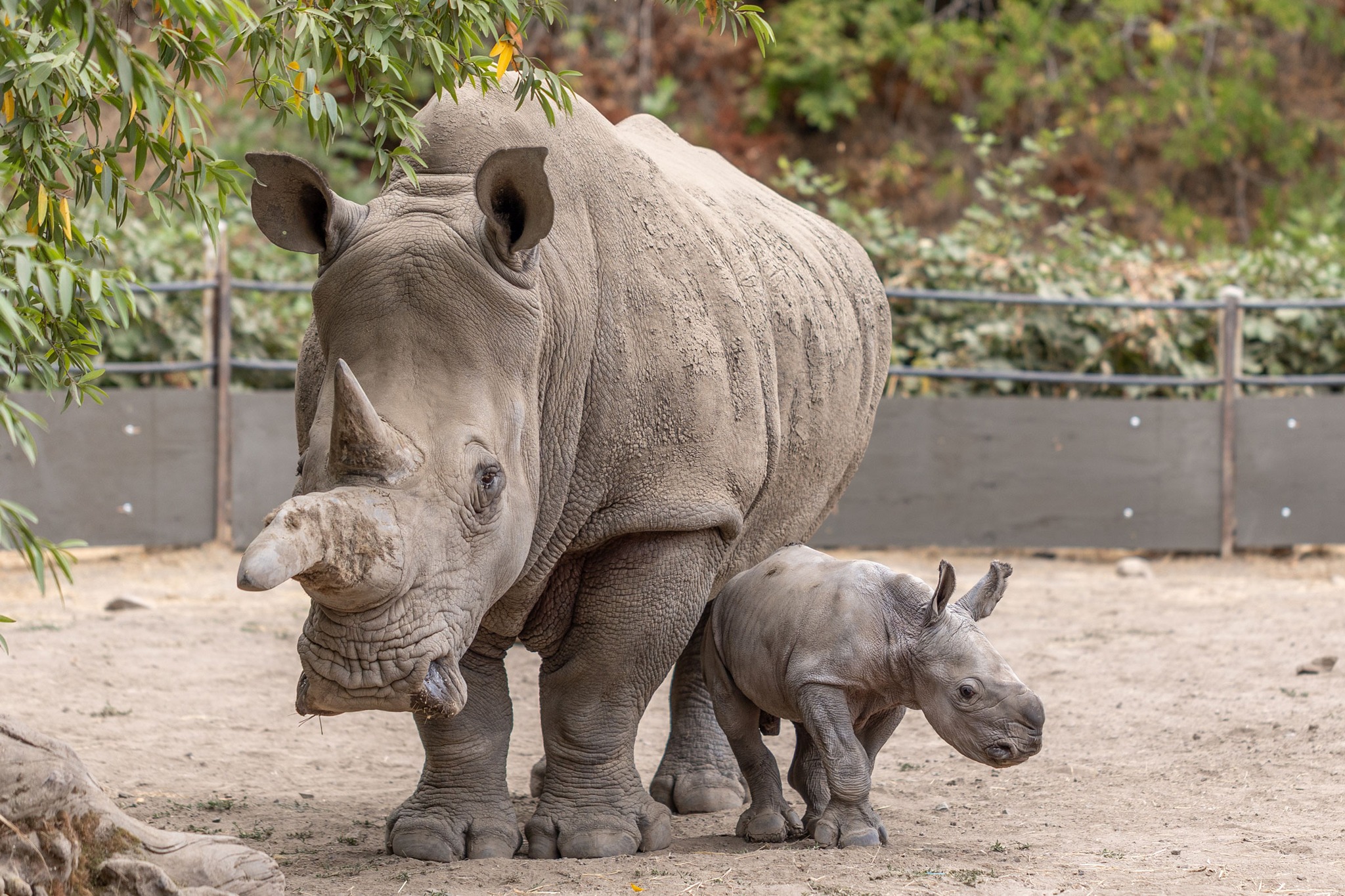 Safari West welcomes baby white rhino Ozzy